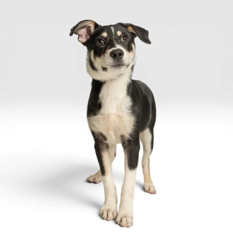 A baby large-sized female Australian Shepherd dog named Stormy for adoption in Richardson, TX