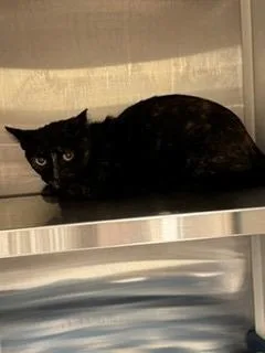 A young large-sized female Domestic Short Hair cat named Pawdrey Hepburn for adoption in Sidney, OH