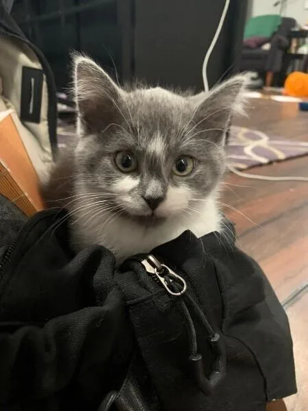 A baby small-sized male Gray & White Domestic Short Hair cat named Olivet for adoption in Anoka, MN
