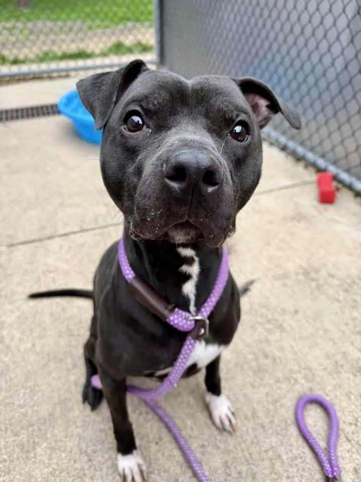 An adult medium-sized male Black Pit Bull Terrier dog named Julio for adoption in Chicago, IL