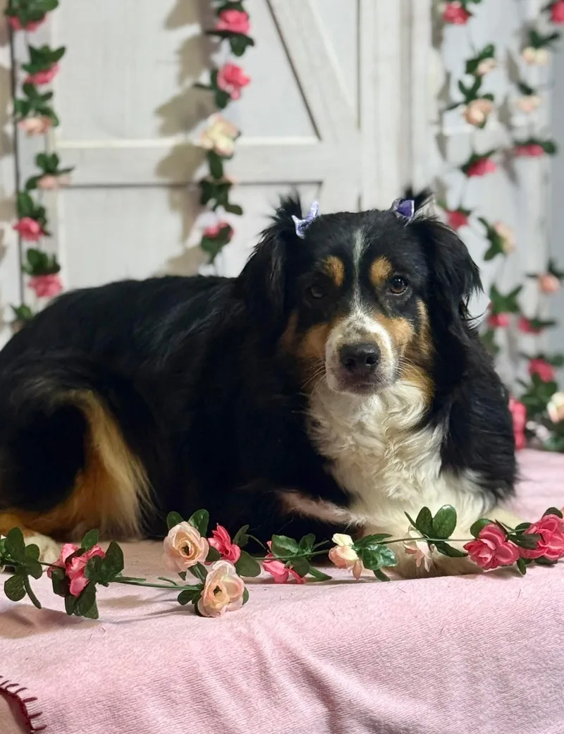 Pippa