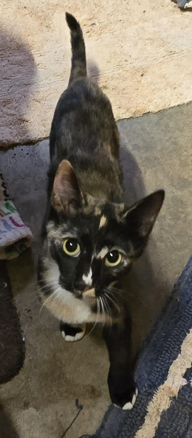 A young medium-sized female Domestic Short Hair cat named Shyann for adoption in Reddick, FL