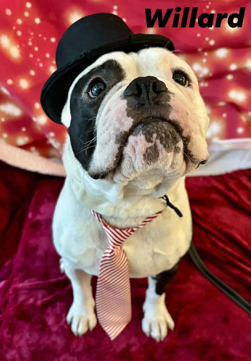 An adult medium-sized male American Bulldog dog named Willard for adoption in Wappingers Falls, NY