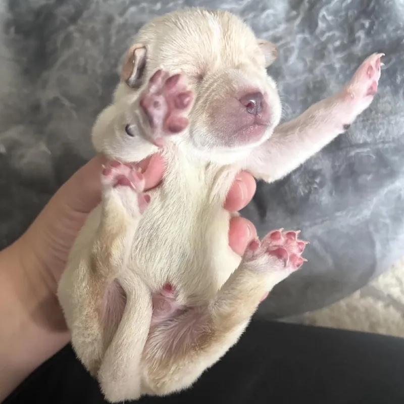 A baby small-sized male White / Cream Mixed Breed dog named Ozzy for adoption in Midland, TX