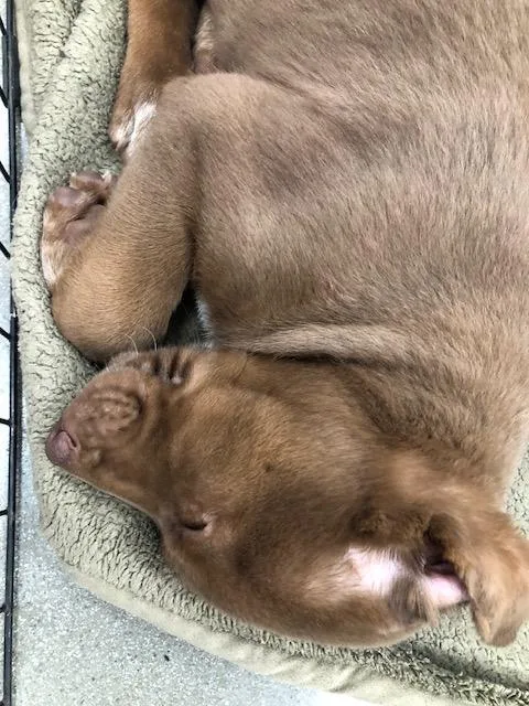 A baby medium-sized male Brown / Chocolate Golden Retriever dog named Reese for adoption in Monrovia , CA