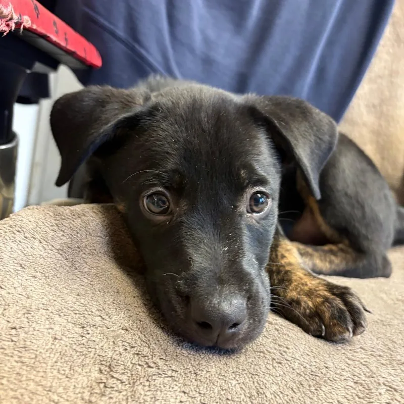 A baby small-sized male Black Shepherd dog named Five O'clock Somewhere for adoption in Austin, TX