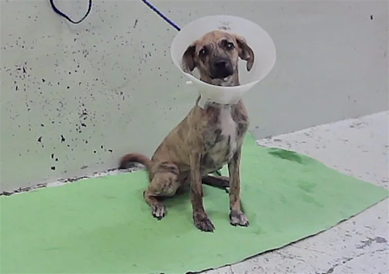 A baby small-sized female Staffordshire Bull Terrier dog named Brownie for adoption in Houston, TX