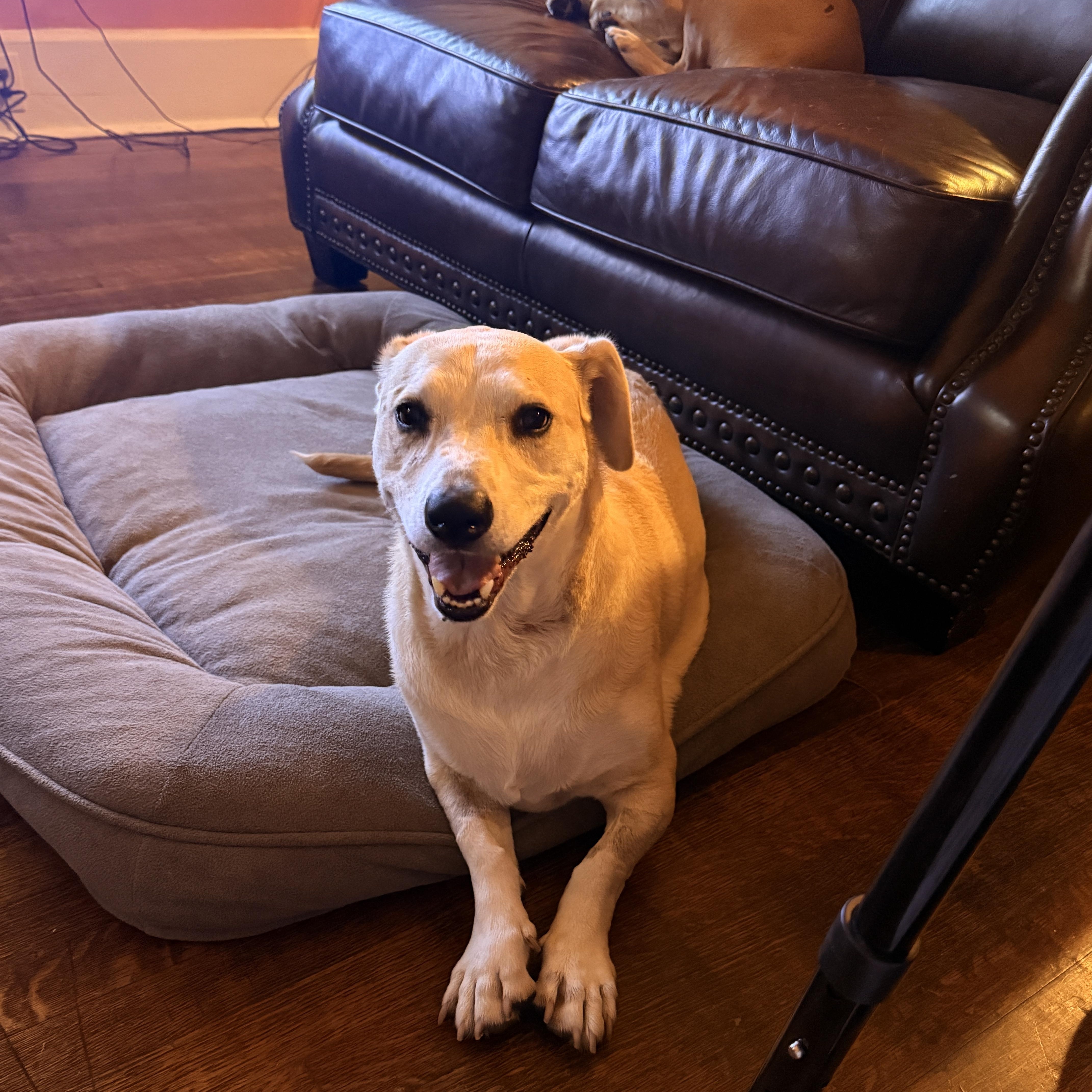 An adult medium-sized female Yellow Labrador Retriever dog named Kate for adoption in La Feria, TX