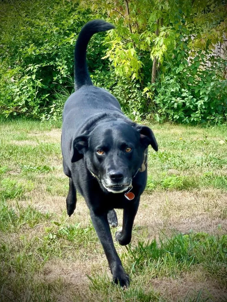 Leo