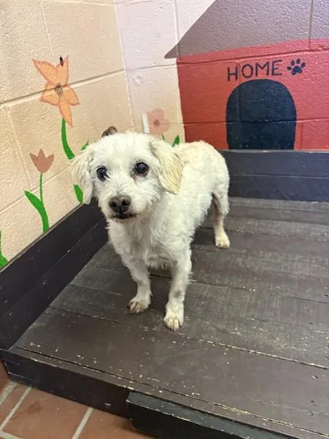 A senior small-sized male Terrier dog named Peanut for adoption in Castaic, CA