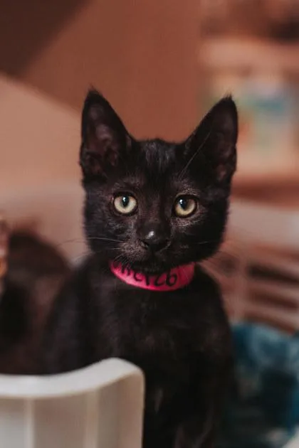 A young small-sized female Domestic Short Hair cat named A Taco for adoption in North Charleston, SC