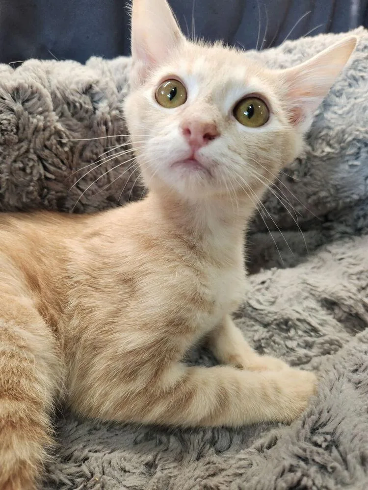 A baby small-sized male Tabby cat named Hank Hill for adoption in Dallas, TX