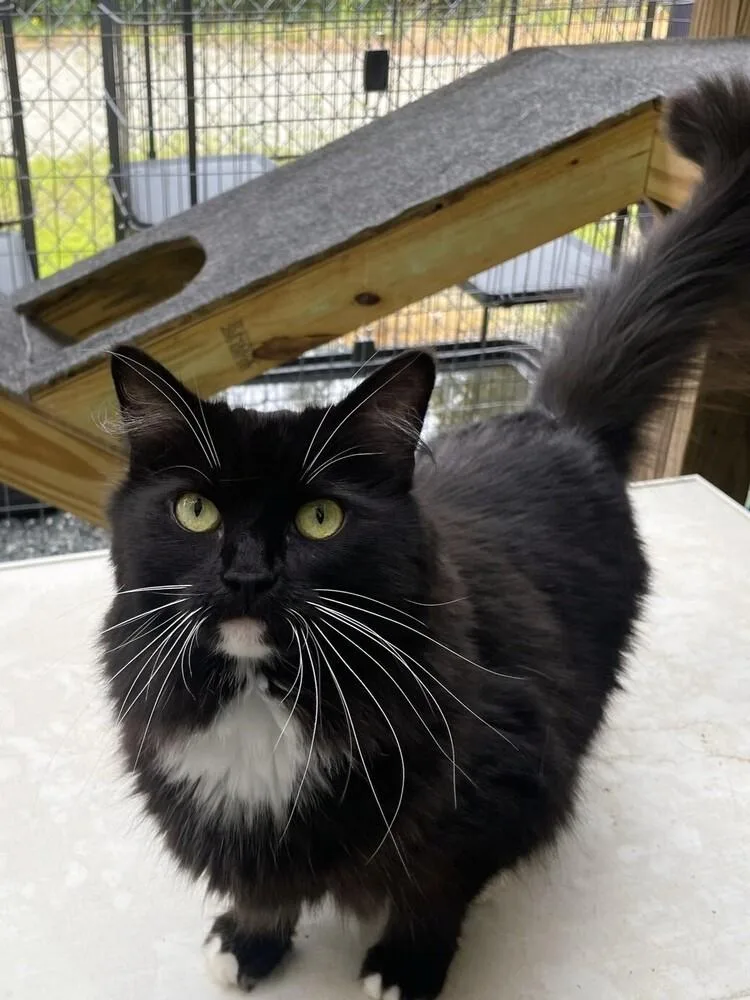 Isabella