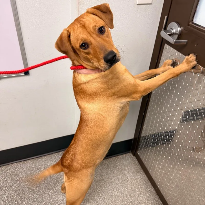 An adult medium-sized female Shepherd dog named Hazel for adoption in Durango, CO
