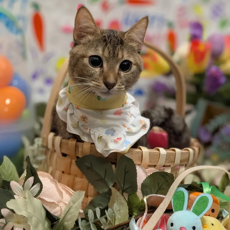 An adult small-sized female Brown / Chocolate Domestic Short Hair cat named Stray Hold Tonya for adoption in Albuquerque, NM