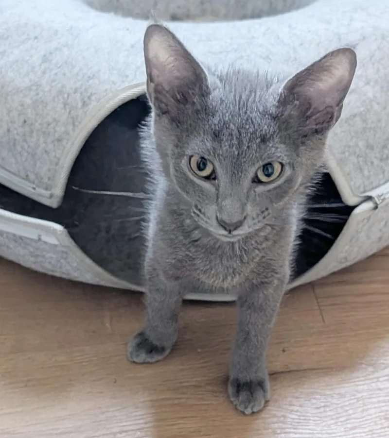 A baby medium-sized male Gray / Blue / Silver Domestic Short Hair cat named Micah for adoption in Parkville, MO