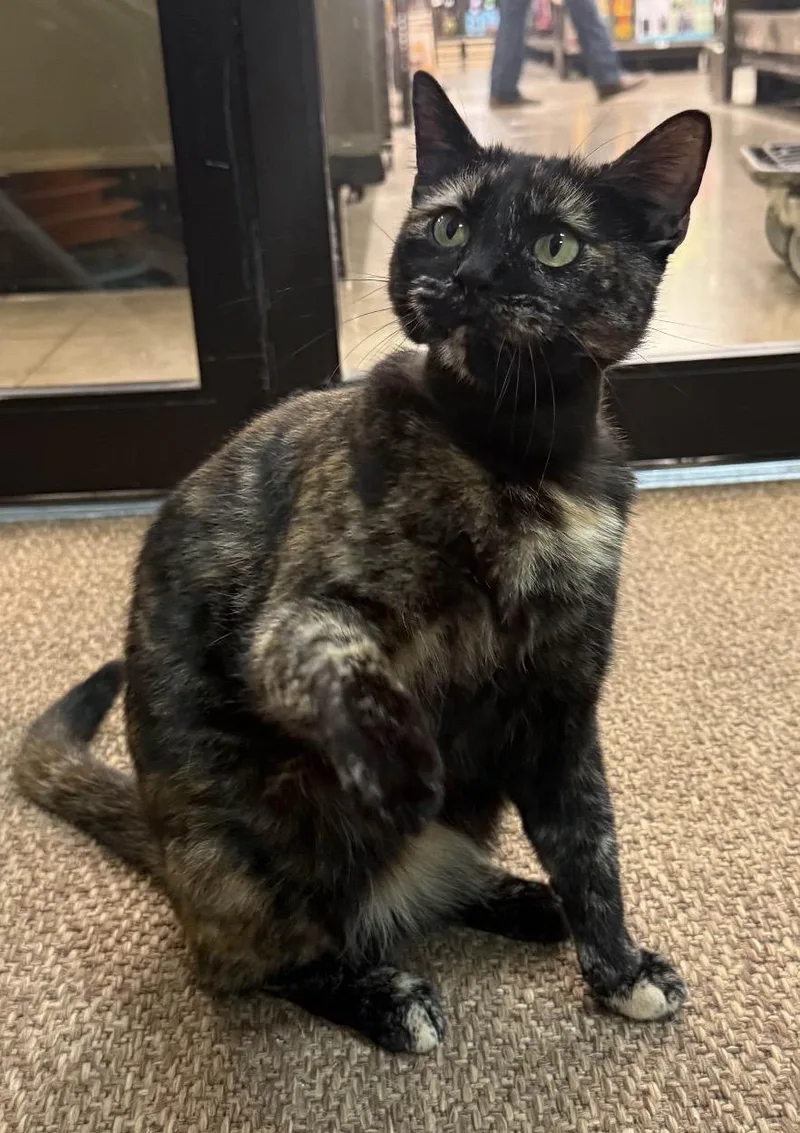 A young medium-sized female Torbie Domestic Short Hair cat named Penny for adoption in Austin, TX