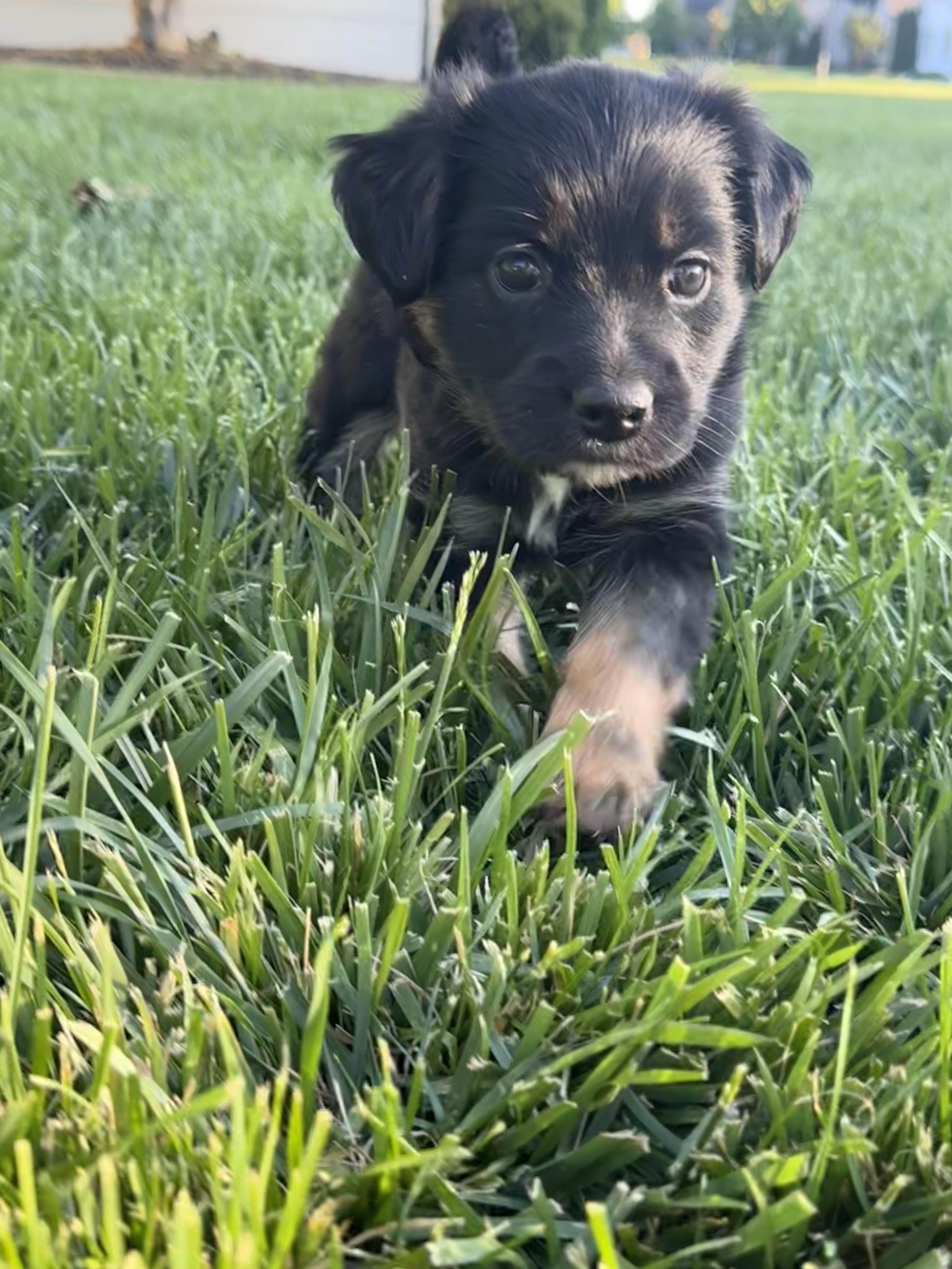 A baby medium-sized female Black Australian Shepherd dog named Birdie for adoption in Spring hill, TN