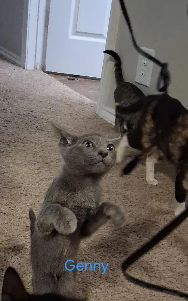 A baby medium-sized female Russian Blue cat named Ginny for adoption in San Antonio, TX