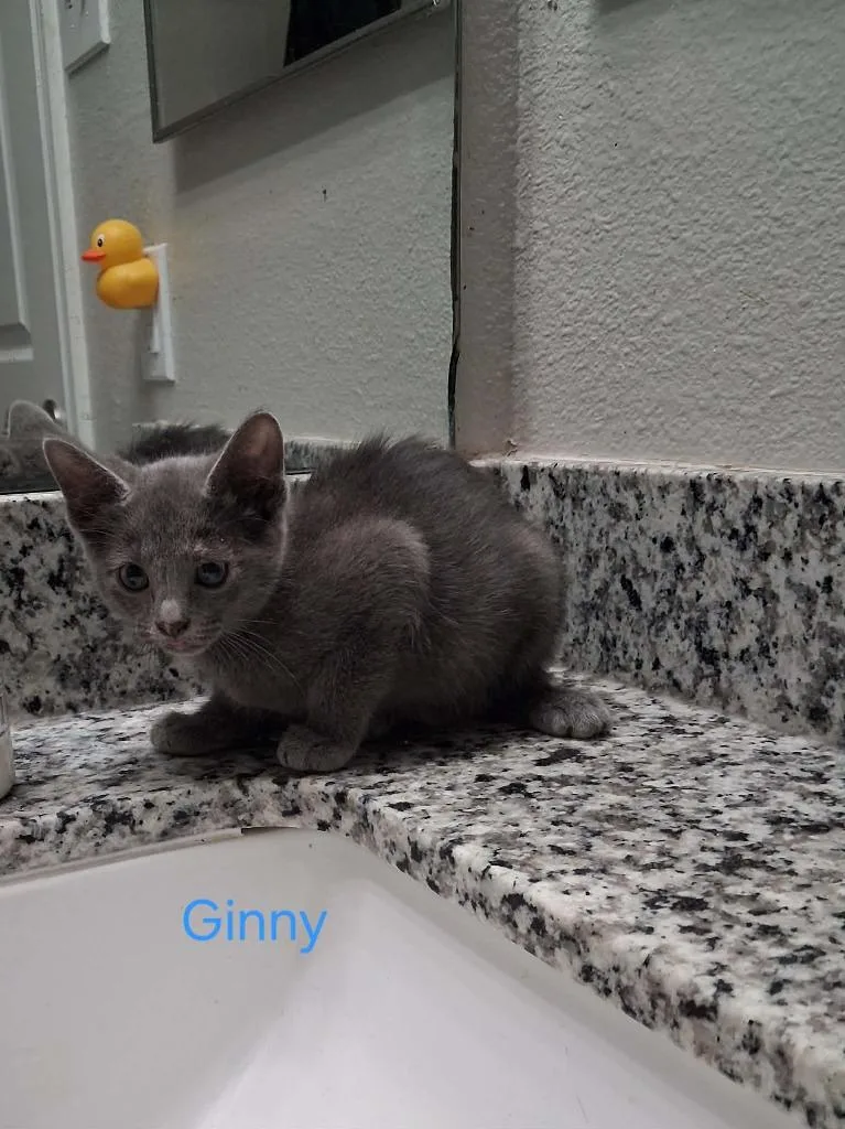 Ginny thumbnail 2