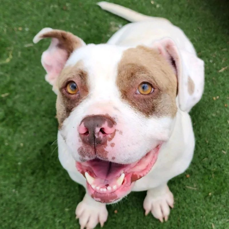 Smuckers thumbnail 2