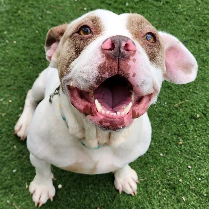 Smuckers thumbnail 3