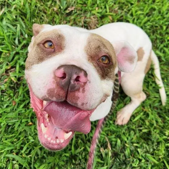 Smuckers thumbnail 4