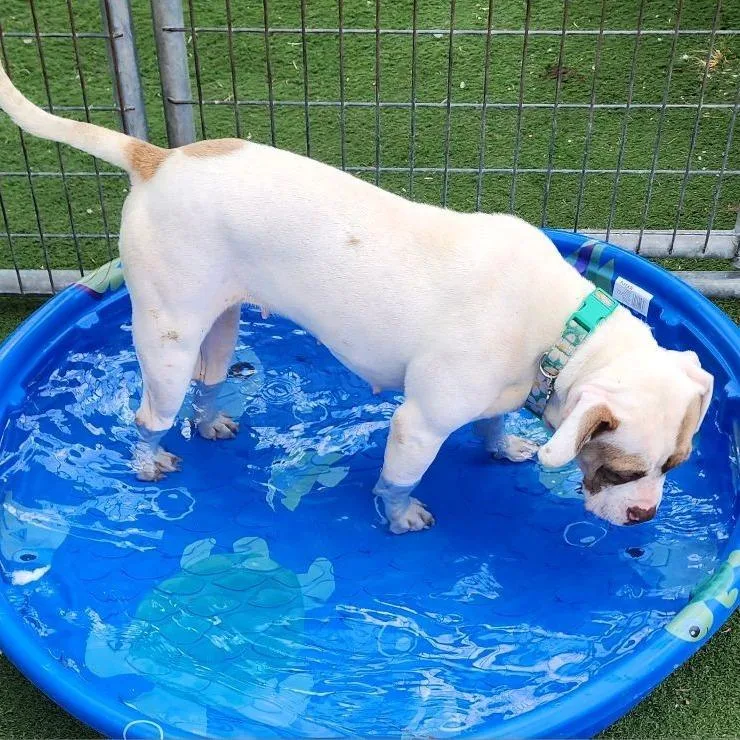 Smuckers thumbnail 5