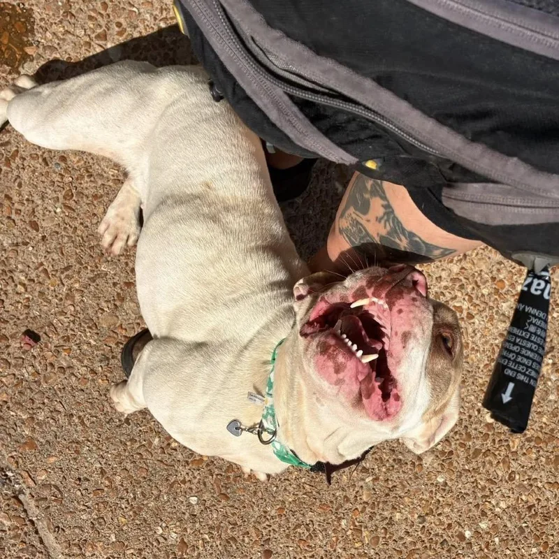 Smuckers thumbnail 6