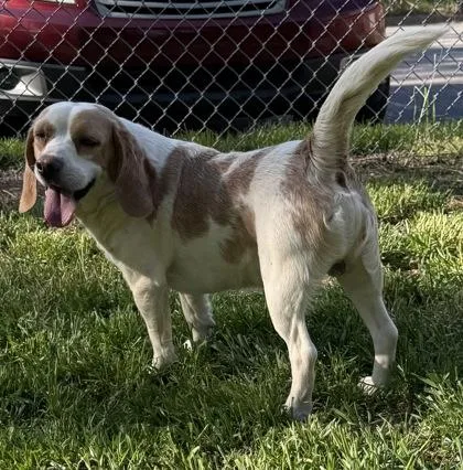 A young small-sized male Beagle dog named Banjo for adoption in Wilkesboro, NC
