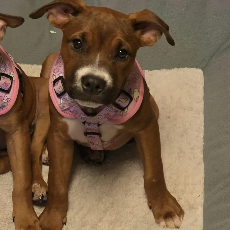 A baby medium-sized female Boxer dog named Eloise for adoption in Aurora, IL