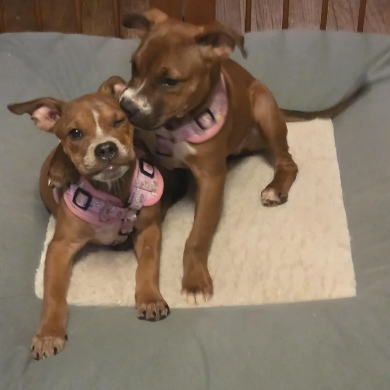 Eloise thumbnail 4