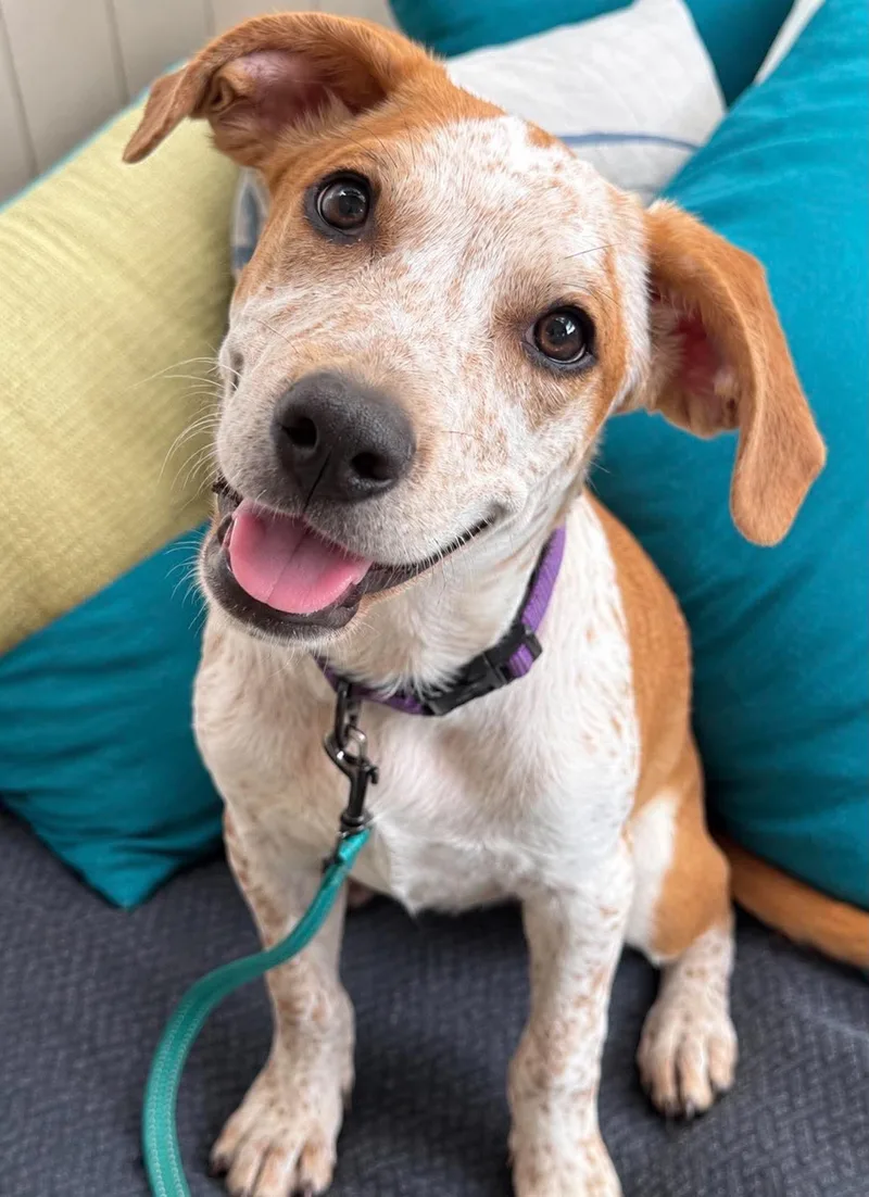A young medium-sized male Yellow / Tan / Blond / Fawn Pit Bull Terrier dog named Duke for adoption in Minneapolis, MN