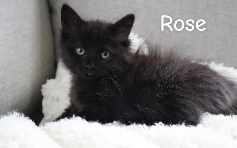 A baby medium-sized female Black Domestic Medium Hair cat named Rose for adoption in Springfield, MA