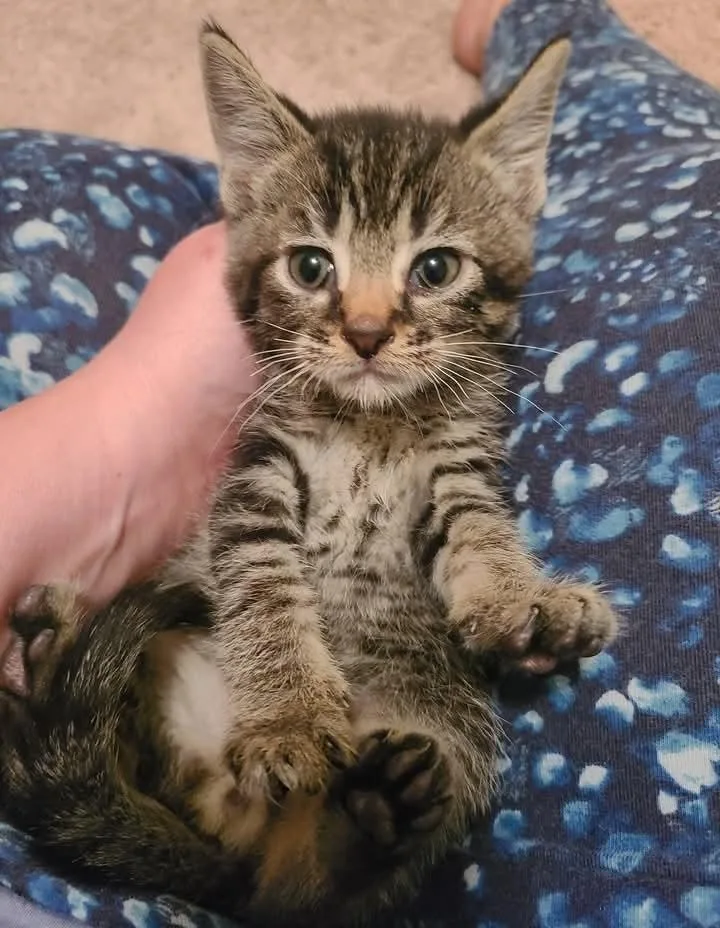 A baby medium-sized male Domestic Short Hair cat named Pepper for adoption in Hamilton, OH