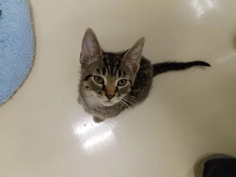 Pepper thumbnail 2