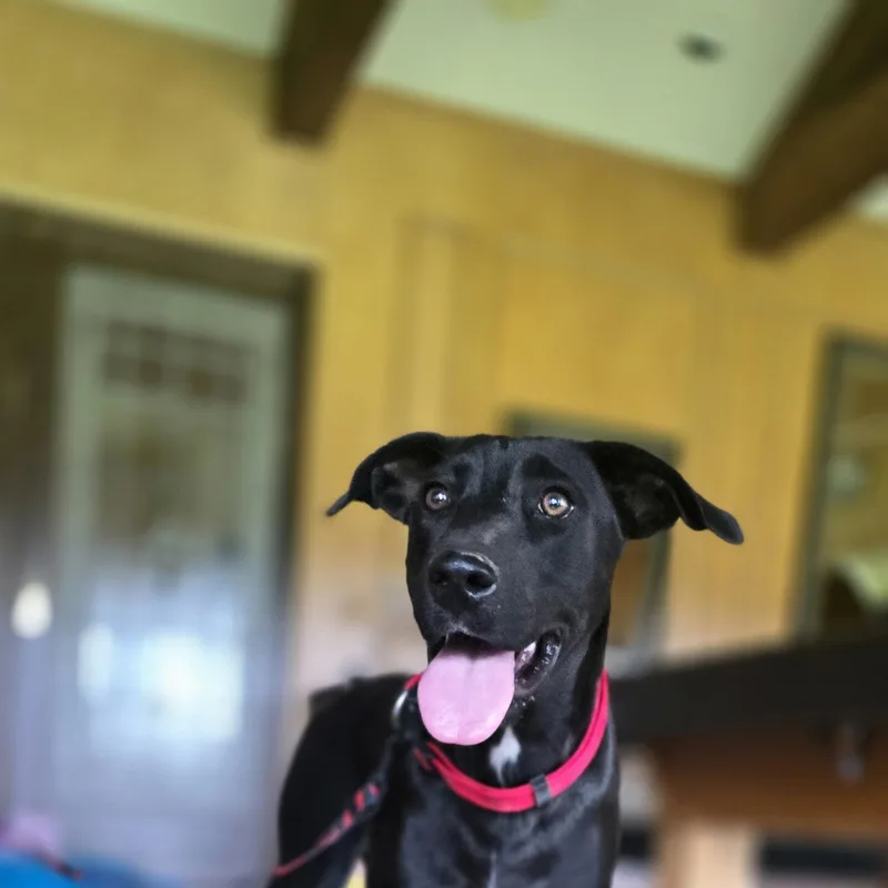 A baby medium-sized male Black Labrador Retriever dog named Tucker for adoption in Boerne, TX