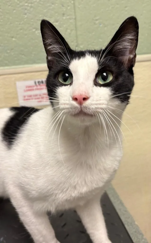 A young medium-sized male Domestic Medium Hair cat named Senor for adoption in Ellijay, GA