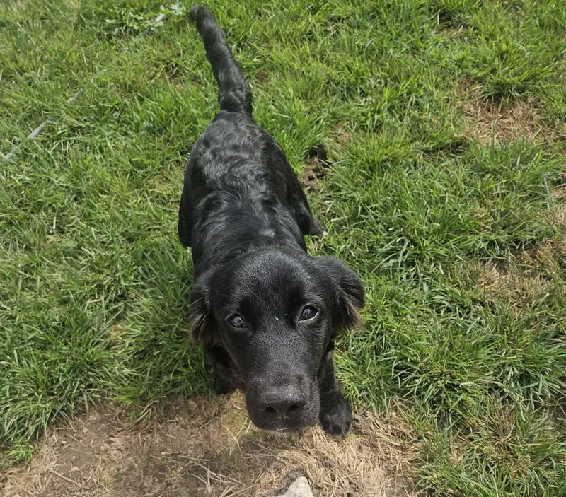 A baby medium-sized male Flat-Coated Retriever dog named Ira for adoption in Elkhart , IN