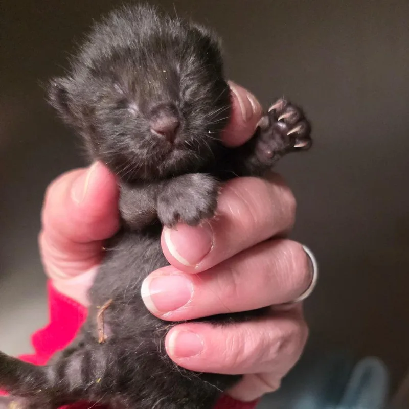 A baby small-sized male Black Domestic Short Hair cat named Classic Cole for adoption in Gloucester, VA