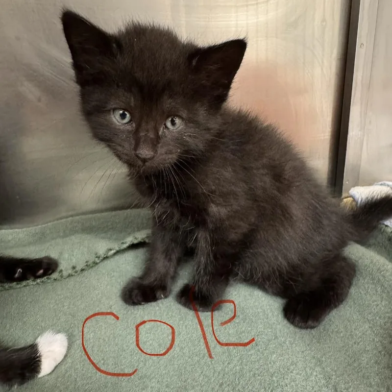 Classic Cole thumbnail 2