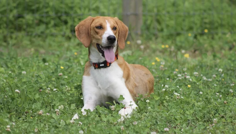 A young medium-sized male Yellow / Tan / Blond / Fawn American Foxhound dog named Potter  handsome Foxhound for adoption in Chesapeake, VA