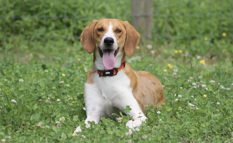 Potter  handsome Foxhound thumbnail 2