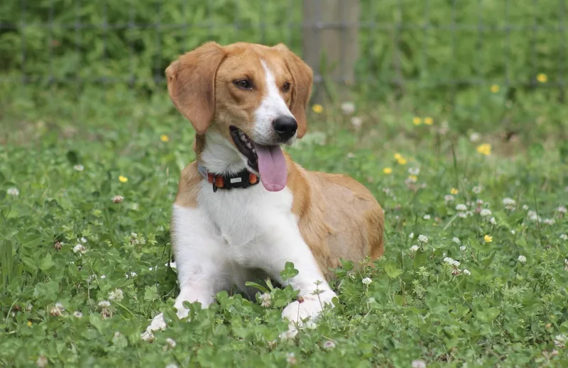 Potter  handsome Foxhound thumbnail 3