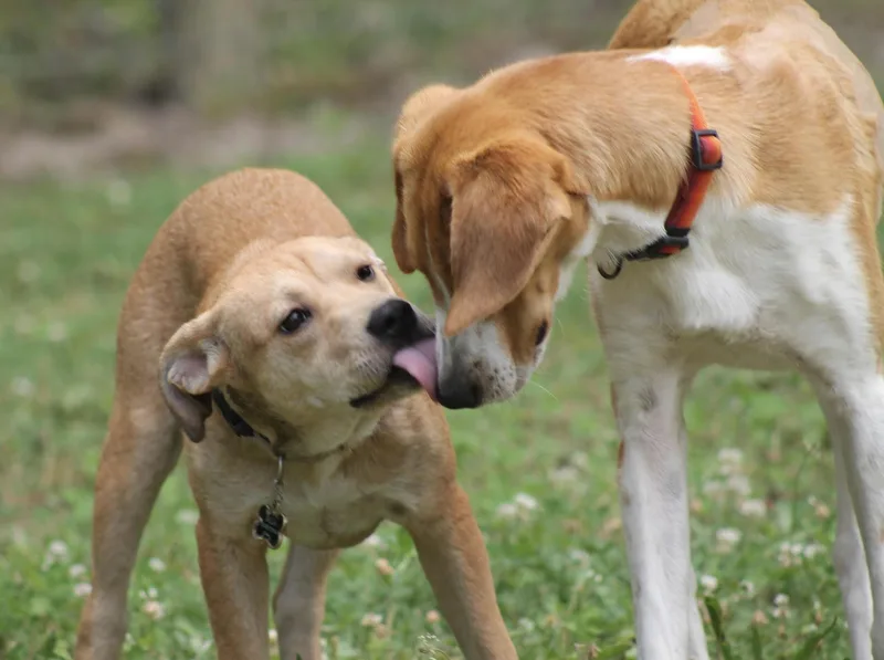 Potter  handsome Foxhound thumbnail 4