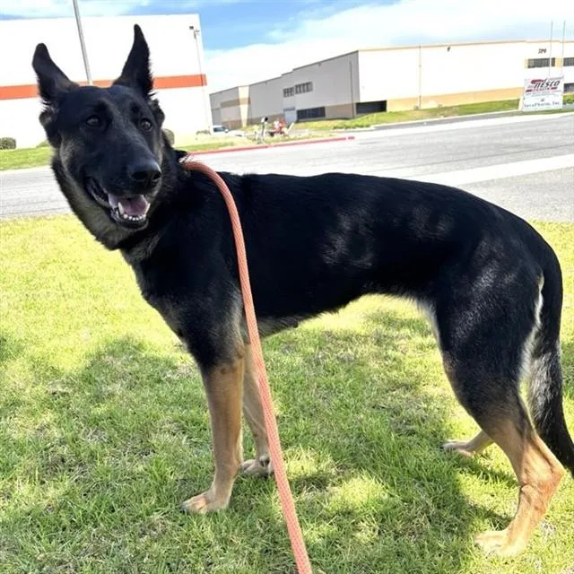 An adult medium-sized female German Shepherd Dog dog named May for adoption in Ontario, CA