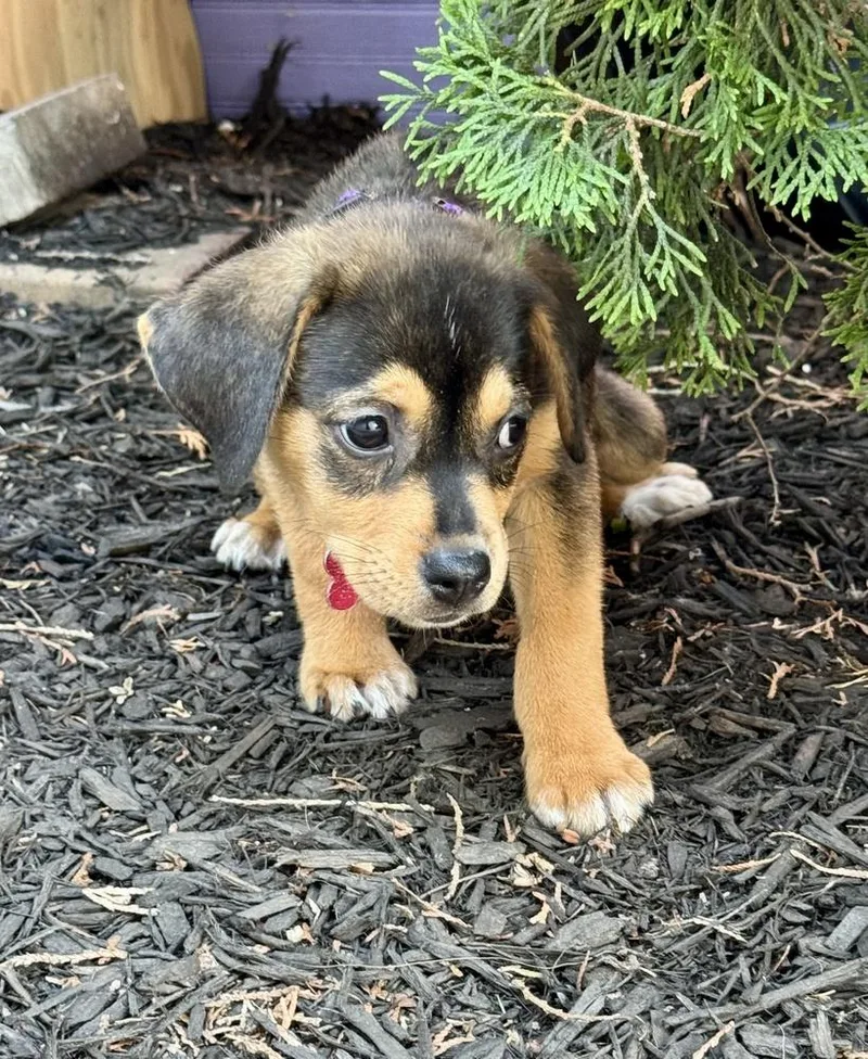 A baby large-sized female Golden Retriever dog named Bridges for adoption in Greenlawn, NY