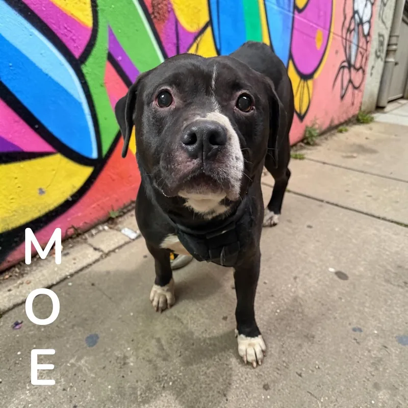An adult medium-sized male Black Mixed Breed dog named Moe for adoption in McKeesport, PA