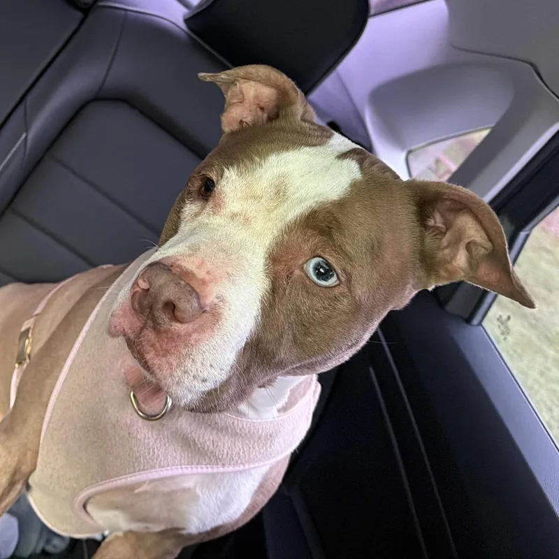 An adult medium-sized female Brown / Chocolate Pit Bull Terrier dog named Caramel Ribbon Crunch for adoption in Greensboro, NC
