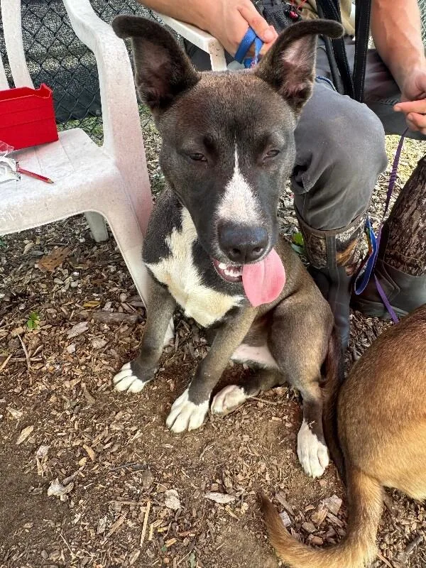 A young medium-sized male Black Mixed Breed dog named Jonesy for adoption in Cincinnati, OH